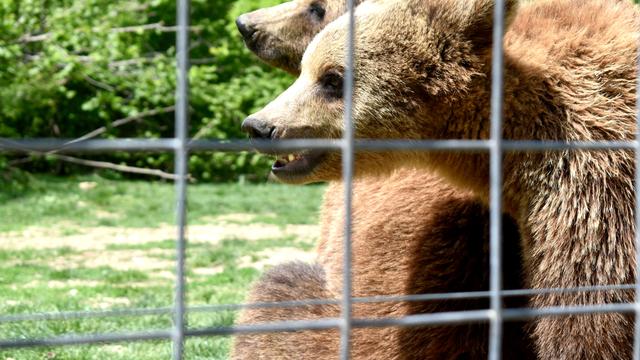 À l’opposé d’un zoo, le sanctuaire de Zărnești est un véritable havre de paix et de protection pour les ours avec ses  70 hectares de nature. [RTS - Dimitri Morgado]