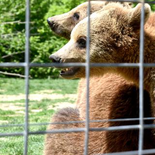 À l’opposé d’un zoo, le sanctuaire de Zărnești est un véritable havre de paix et de protection pour les ours avec ses  70 hectares de nature. [RTS - Dimitri Morgado]
