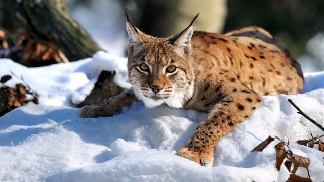 Un lynx en hiver.
kyslynskyy
Depositphotos [kyslynskyy]