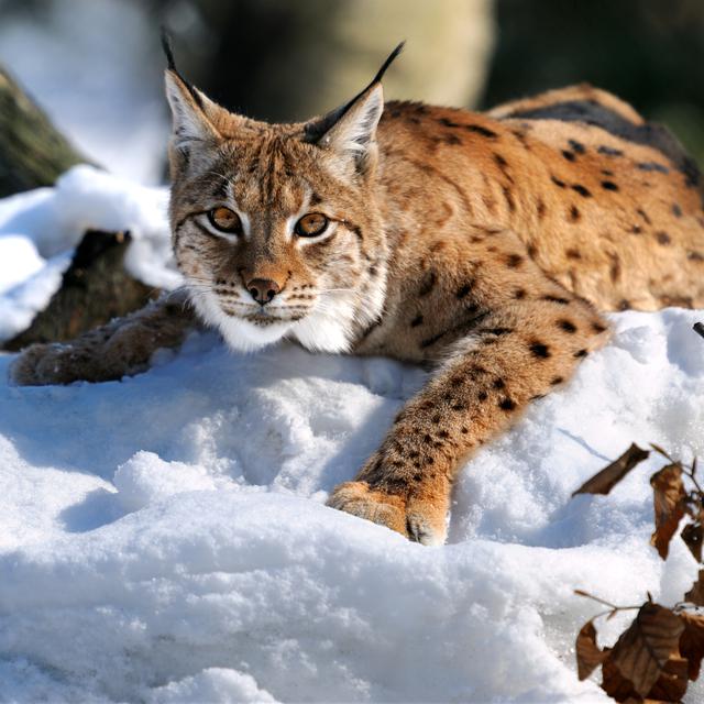 Un lynx en hiver.
kyslynskyy
Depositphotos [kyslynskyy]