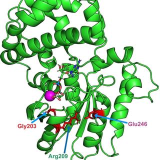 Structure du gène GNAO1 avec la localisation des trois mutations les plus fréquentes. 
Img avec cp unige
Larasati et al.
Sci. Adv. 8, eabn9350 (2022) 21 October 2022. [Sci. Adv. 8, eabn9350 (2022) 21 October 2022. - Larasati et al.]