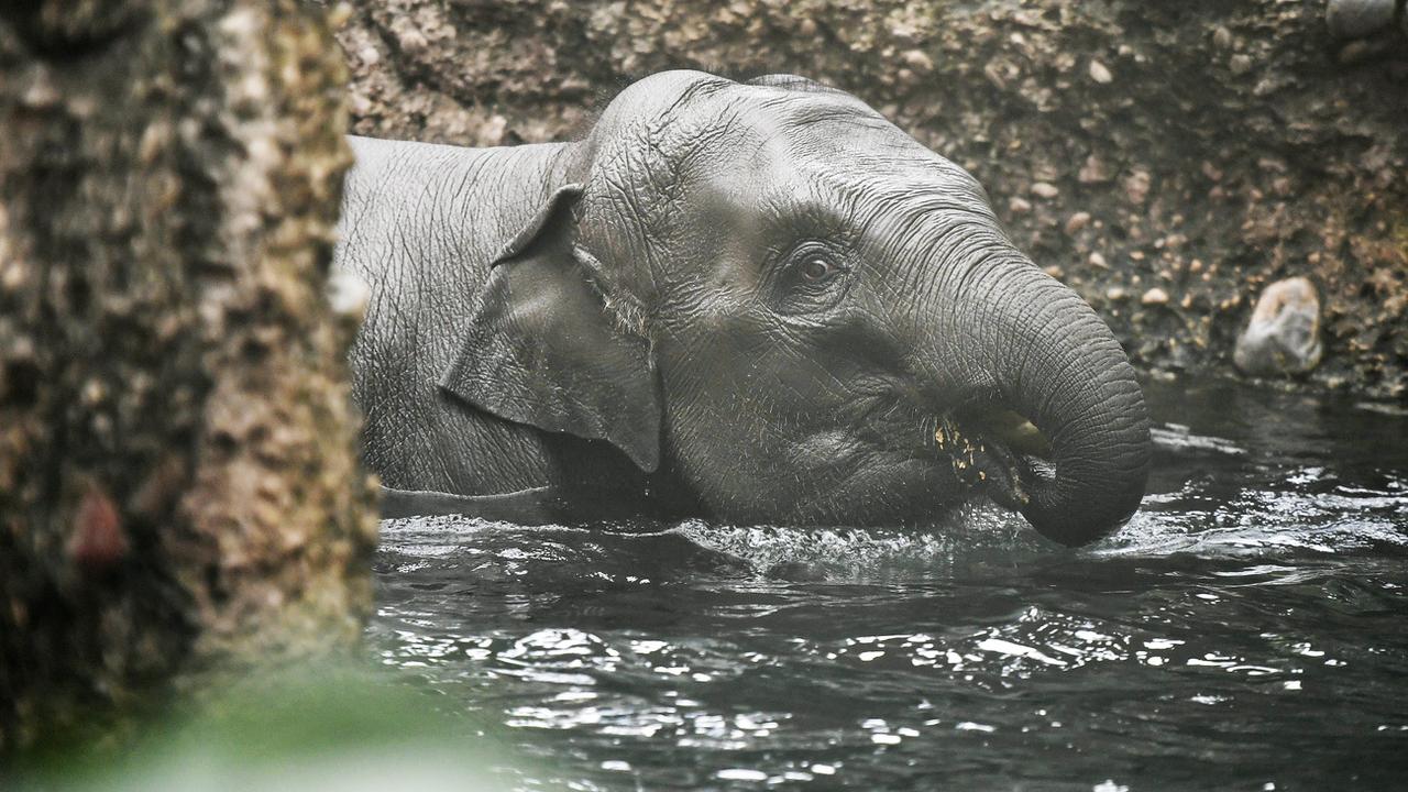 L'éléphante Ruwani est morte samedi 23 juillet au zoo de Zurich [KEYSTONE - Walter Bieri]