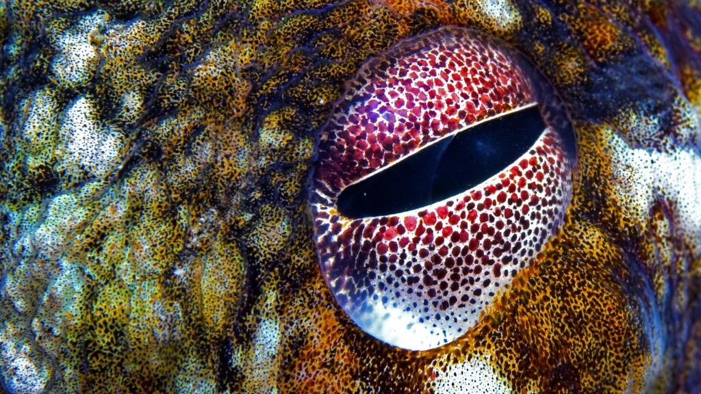 Le détail de l'œil d'un poulpe commun (Octopus vulgaris). [Biosphoto via AFP - Sergio Hanquet]