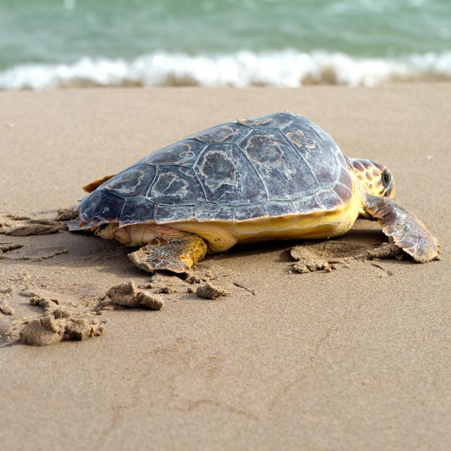 Les tortues marines de Lampedusa bientôt balisées. [depositphotos - benjaminet]