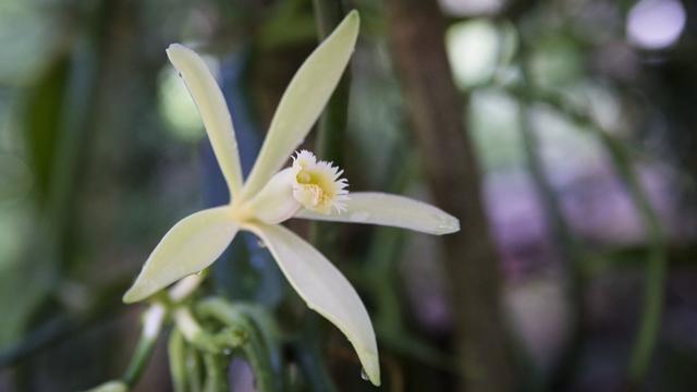 La vanille est le fruit d'une orchidée (ici à Tahaa, en Polynésie). [Photononstop/AFP - Antoine Boureau]