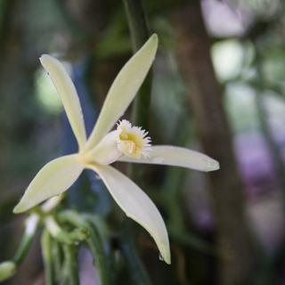 La vanille est le fruit d'une orchidée (ici à Tahaa, en Polynésie). [Photononstop/AFP - Antoine Boureau]