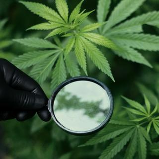 Le cannabis est sous la loupe des scientifiques canadiens.
Pro_Stocks
Depositphotos [Pro_Stocks]