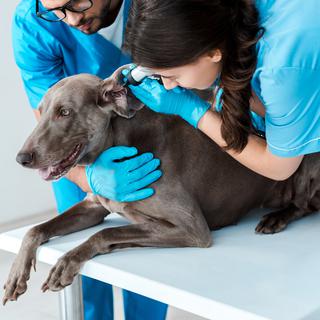 Jeune vétérinaire tenant weimaraner chien tout collègue examinant l'oreille avec otoscope. [Depositphotos - VitalikRadko]
