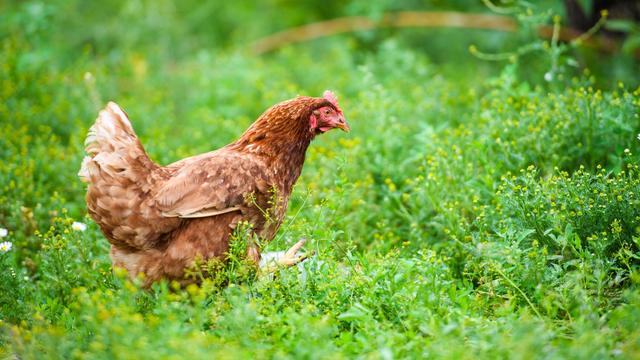 Les origines et les circonstances de la domestication de la poule restent controversées. [Depositphotos - yulia-zl18]