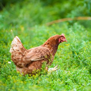 Les origines et les circonstances de la domestication de la poule restent controversées. [Depositphotos - yulia-zl18]