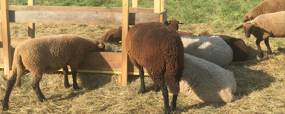 La jeune paysanne Laura élève des moutons dans le village jurassien de Soulce. [RTS - Sandra Zimmerli]