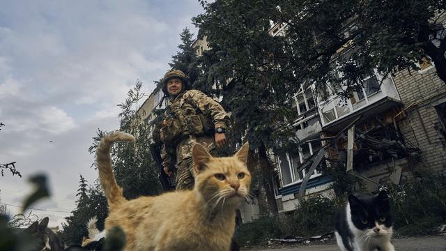 Un soldat ukrainien avec des chats dans la ville d'Izium à Kharkiv, une région libérée du Nord-Est du pays. [Keystone/AP Photo - Kostiantyn Liberov]