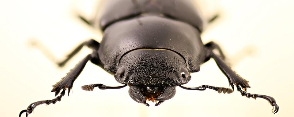 Les insectes offrent une fabuleuses diversité.
Sybille Mottet
AMNH [AMNH - Sybille Mottet]