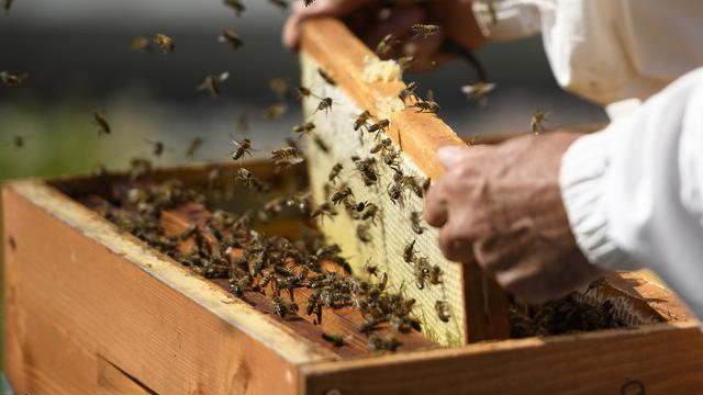 Une ruche avec des abeilles. [KEYSTONE - LAURENT GILLIERON]