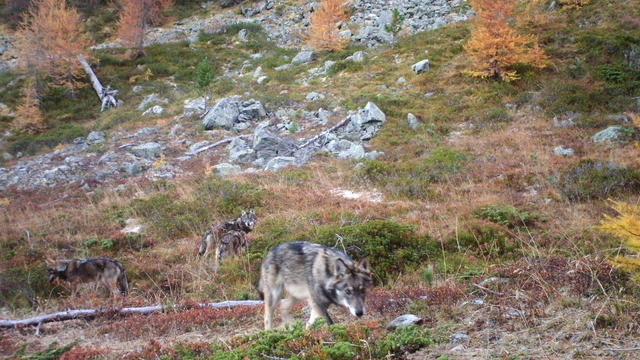 Le Valais ne pourra pas tirer les loups du Val d'Hérens (illustration). [Keystone]