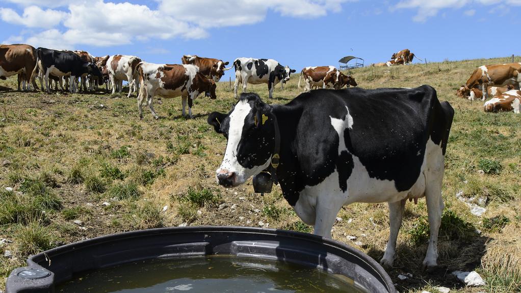 Le canton du Vaud tire une bilan "positif" de l'approvisionnement en eau de ses alpages [Jean-Christophe Bott]