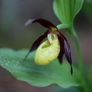 Le sabot de Vénus est une orchidée présente notamment dans le Jura et les Grisons.
ChWeiss
Depositphotos [ChWeiss]