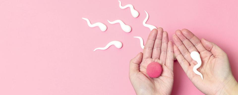 Deux mains tiennent des objets représentant un ovocyte et un spermatozoïde. [Depositphotos - irinashatilova]