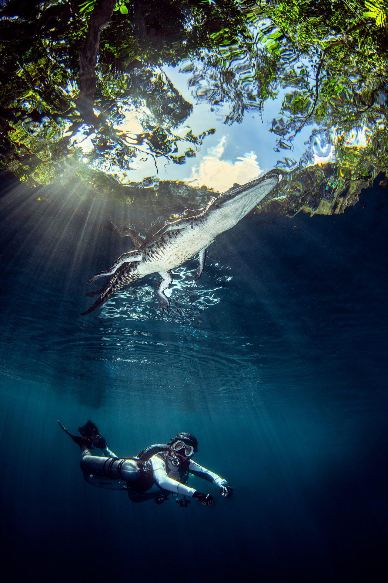 Cette photo du Croate Damir Zurub a été prise dans le cenote Angelita à Tulum, au Mexique. La photo a été prise au moment où le crocodile a plongé dans le cenote. L’idée était de capturer l’admiration d’un plongeur partageant l’eau avec un tel animal. [Exposub - Damir Zurub]