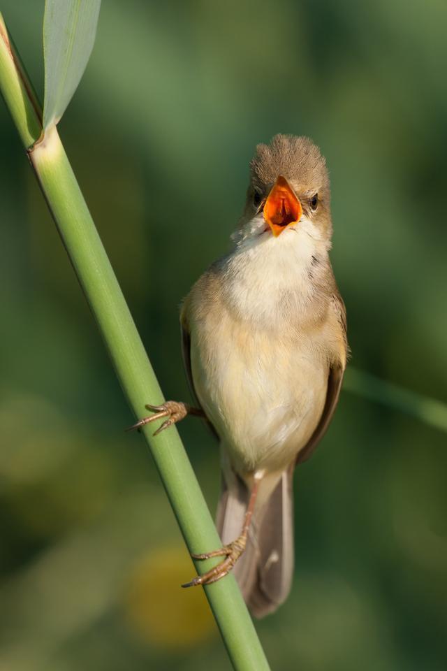 La rousserolle verderolle a besoin de zones humides. [BirdLife Suisse - Ralph Martin]