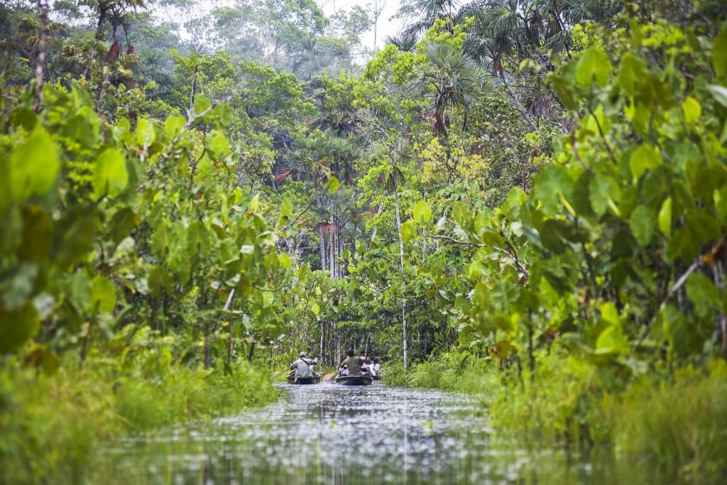 La forêt pluviale en Equateur. [afp - Matthew Williams-Ellis / Robert Harding Premium]