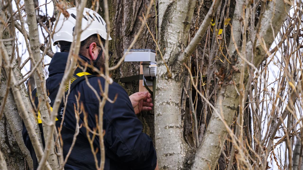 Yverdon-les-Bains teste un nouveau dispositif d'arbres connectés. [Keystone - Jean-Christophe Bott]