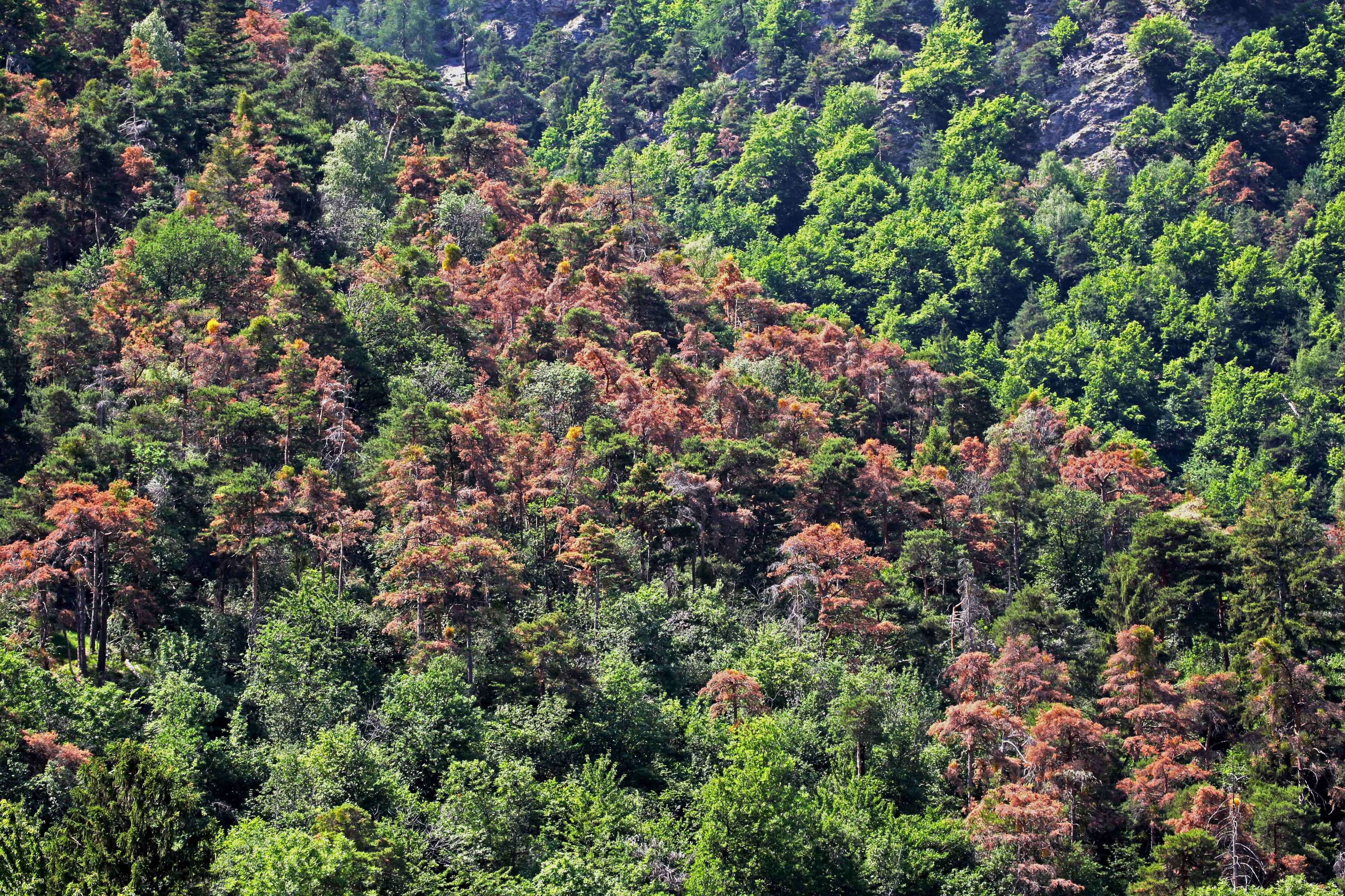 Des pins dépérissant près de Viège, au printemps 2017. [WSL - Andreas Rigling]