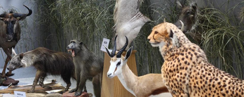 Des trophées à une foire de chasse organisée en Pologne. [NurPhoto via AFP - Michal Fludra]