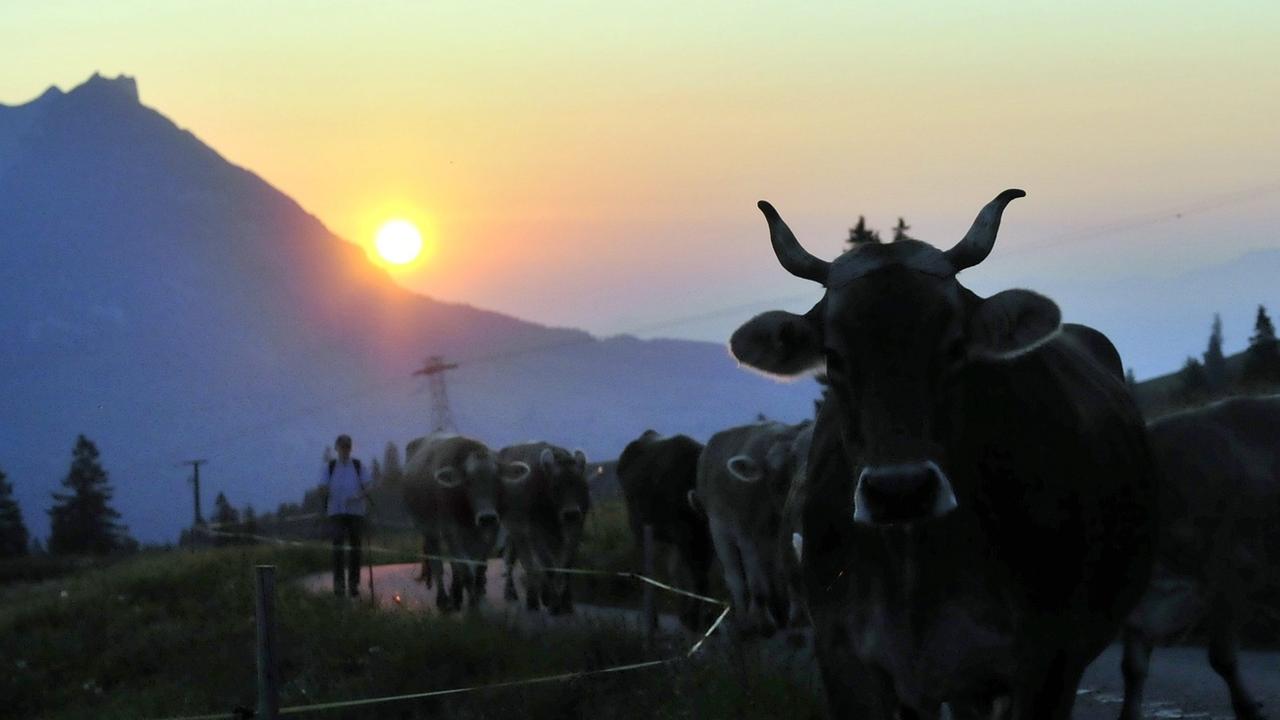 Les premières vaches du troupeau atteignent leur alpage dans le Toggenburg (SG), un matin de juin 2010 au lever du soleil. [Keystone - Regina Kuehne]