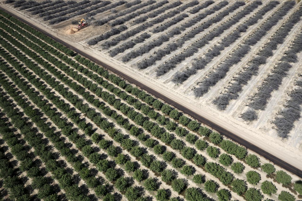 Côte à côte, deux vergers d'amandiers, les uns morts, les autres verdoyants, en 2015. La Californie produit l'essentiel des amandes consommées dans le monde. Une culture intensive vorace en eau. [REUTERS - Lucy Nicholson]