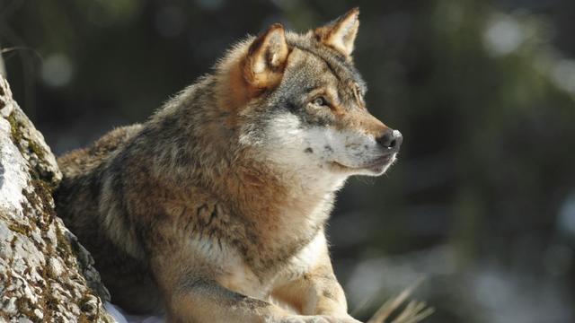 Le National d'accord avec les tirs préventifs du loup [Biosphoto via AFP - Fabien Bruggmann & Bruno Fouilla]