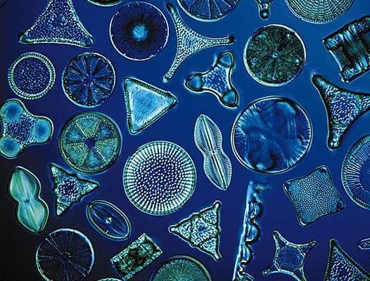 Des diatomées (du grec diatomos, "séparé par le milieu"), des algues unicellulaires microscopiques du groupe des protistes. [Larousse - Oxford Scientific Film]