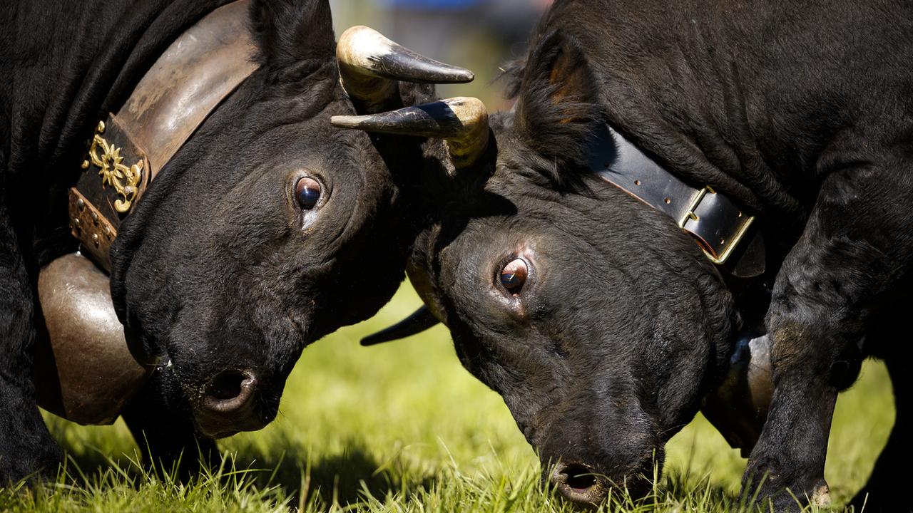 L'organisation PETA demande l'interdiction des combats de vaches. [Keystone - Valentin Flauraud]