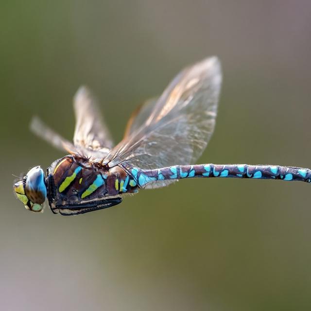 Libellules en danger. [Depositphotos - steho]