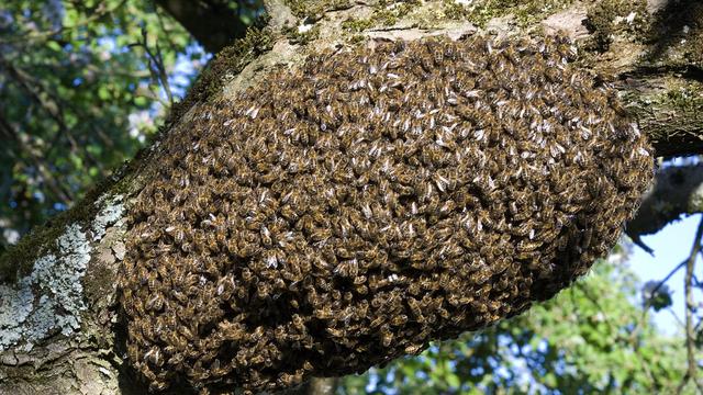 Essaim d'abeille. [AFP - ©BRASSELET F/HorizonFeatures/Leemage]