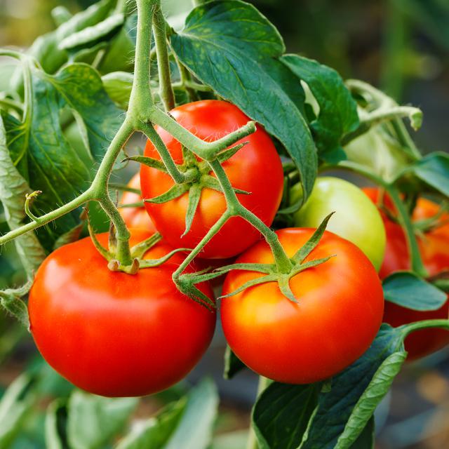 Les tomates ont des choses à nous dire.
icefront
Depositphotos [icefront]