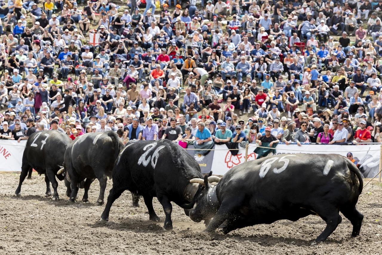 Environ 160 vaches d'Hérens se sont mesurées dimanche à l'occasion de la finale nationale des combats de reines à Aproz (VS). [KEYSTONE - SALVATORE DI NOLFI]