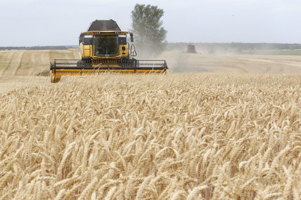 Un champ de blé de Krasne, près de Chernihiv, en 2019. La région fait l'objet d'intenses combats depuis plusieurs jours. [AFP/FAO - Anatolii Stepanov]