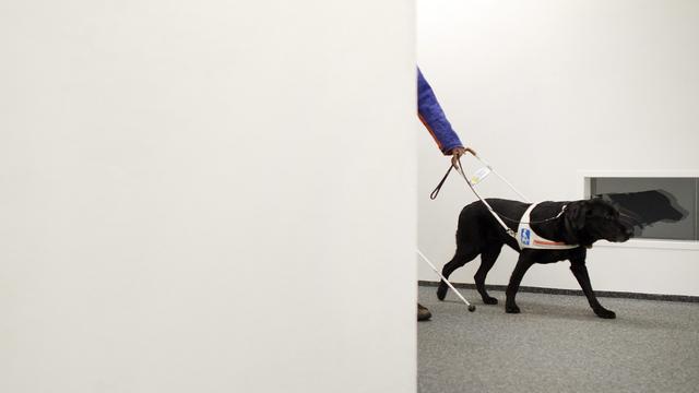 L'étudiant presque aveugle Stephan Huesler, président d'AGILE, avec une cane blanche et son chien guide Dallas, en route pour l'Université des sciences appliquées et des arts du Nord-Ouest de la Suisse (FHNW) à Olten, Suisse, le 27 novembre 2012. [KEYSTONE - Georgios Kefalas]