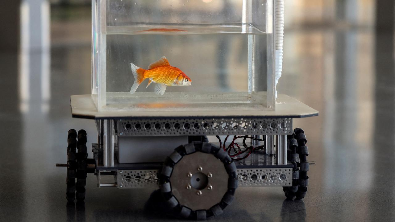 Un poisson rouge conduit un véhicule robotique sur terre. Beersheba, Israël, le 6 janvier 2022. [Reuters - Ronen Zvulun]