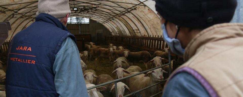 Eleveurs de moutons. [AFP - Quentin De Groeve / Hans Lucas]