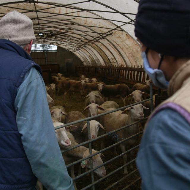 Eleveurs de moutons. [AFP - Quentin De Groeve / Hans Lucas]