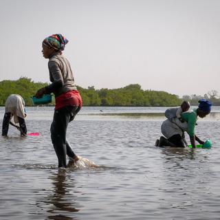 Une simple passoire suffit aux pêcheuses du delta du Saloum au Sénégal pour récolter le précieux coquillage local : l’arche ou pagne en wolof. [RTS - S. Hervé/ UBO/ Projet RISE Paddle]