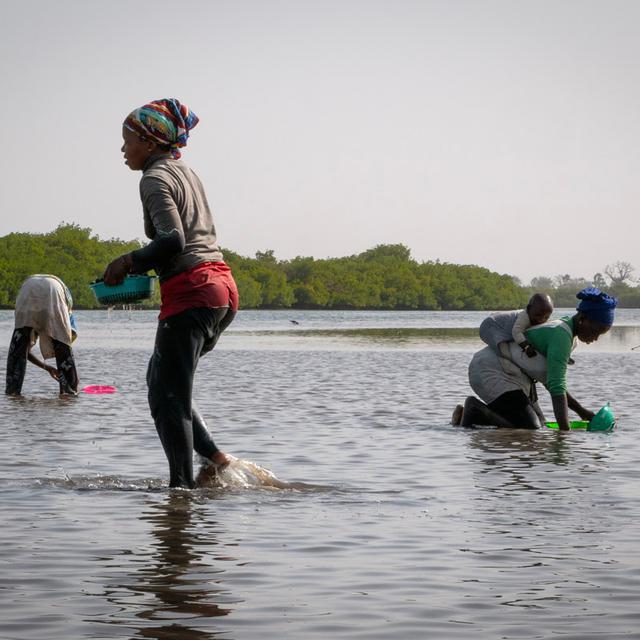 Une simple passoire suffit aux pêcheuses du delta du Saloum au Sénégal pour récolter le précieux coquillage local : l’arche ou pagne en wolof. [RTS - S. Hervé/ UBO/ Projet RISE Paddle]