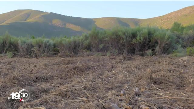 En Espagne, les habitants tentent de prévenir les feux de forêt.