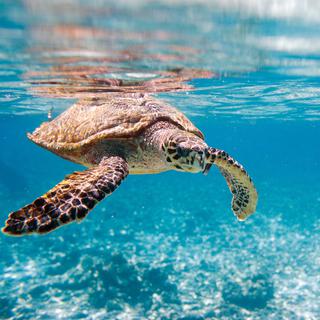 Les tortues marines utilisent les courants pour se déplacer.
shalamov [shalamov]