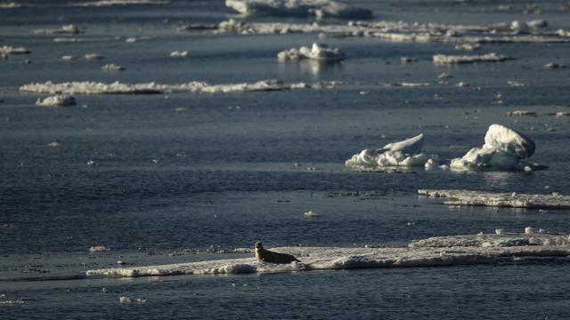 La banquise rétrécit toujours plus, diminuant drastiquement les endroits où peuvent se réfugier les animaux marins. [Sebnem Coskun]