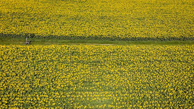 Un enfant fait du vélo sur un chemin de campagne au milieu de champs de tournesols en fleurs alors qu'il profite du temps ensoleillé et chaud de l'été à Daillens, en Suisse, dimanche 5 juillet 2020. [Laurent Gillieron - KEYSTONE]