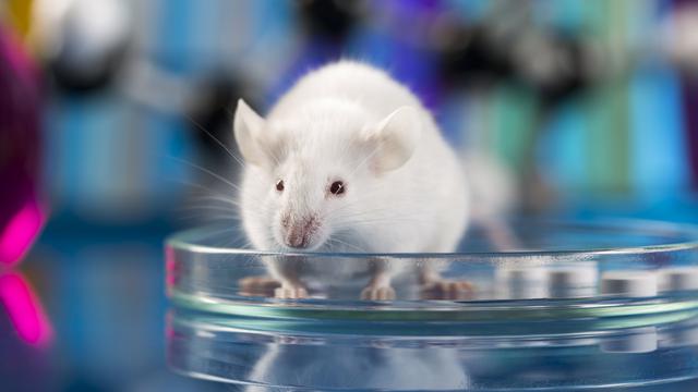 Les souris de laboratoire pourraient être remplacées par des cultures cellulaires.
JacobSt
depositphotos [JacobSt]