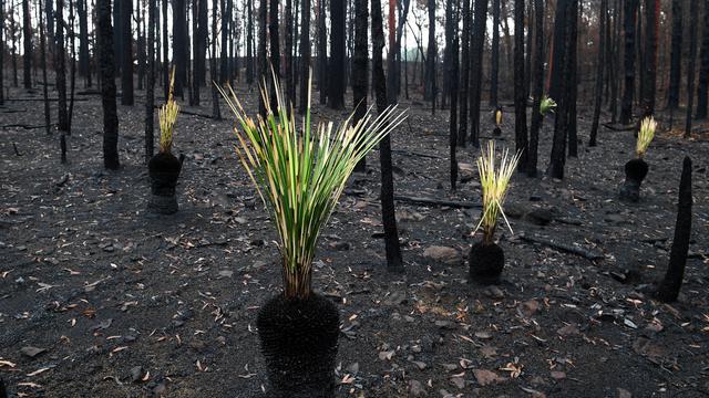 Les plantes repoussent des cendres d'une forêt touchée par les feux de brousse à Bilpin, en Australie, en janvier 2020. 
EPA/DAN HIMBRECHTS 
Keystone [EPA/DAN HIMBRECHTS]